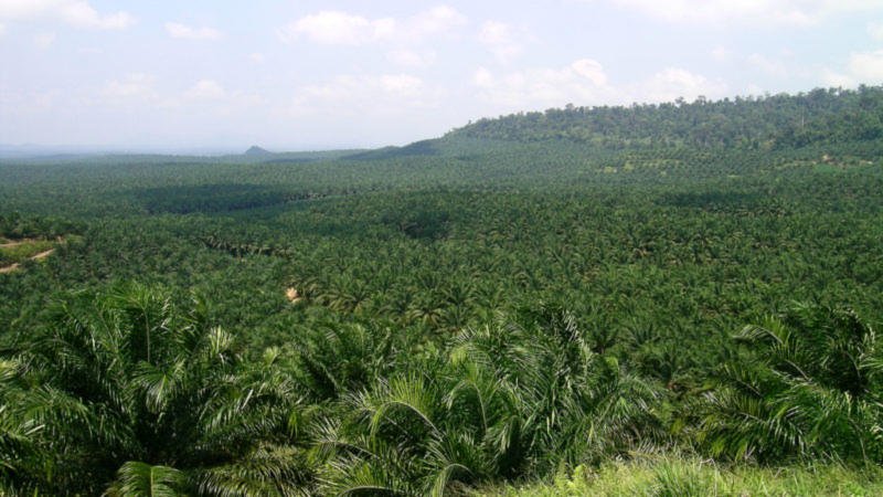poalm_oil_plantation