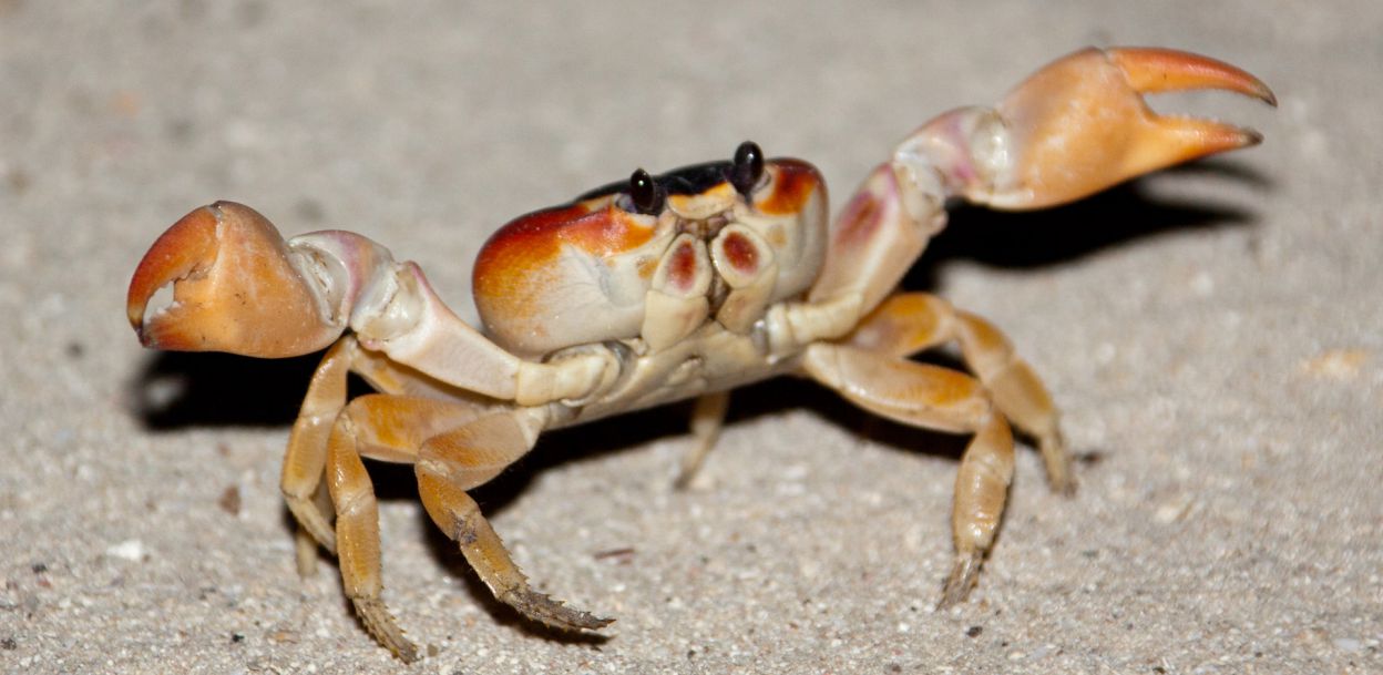 Cangrejos-crustaceos-artropodos