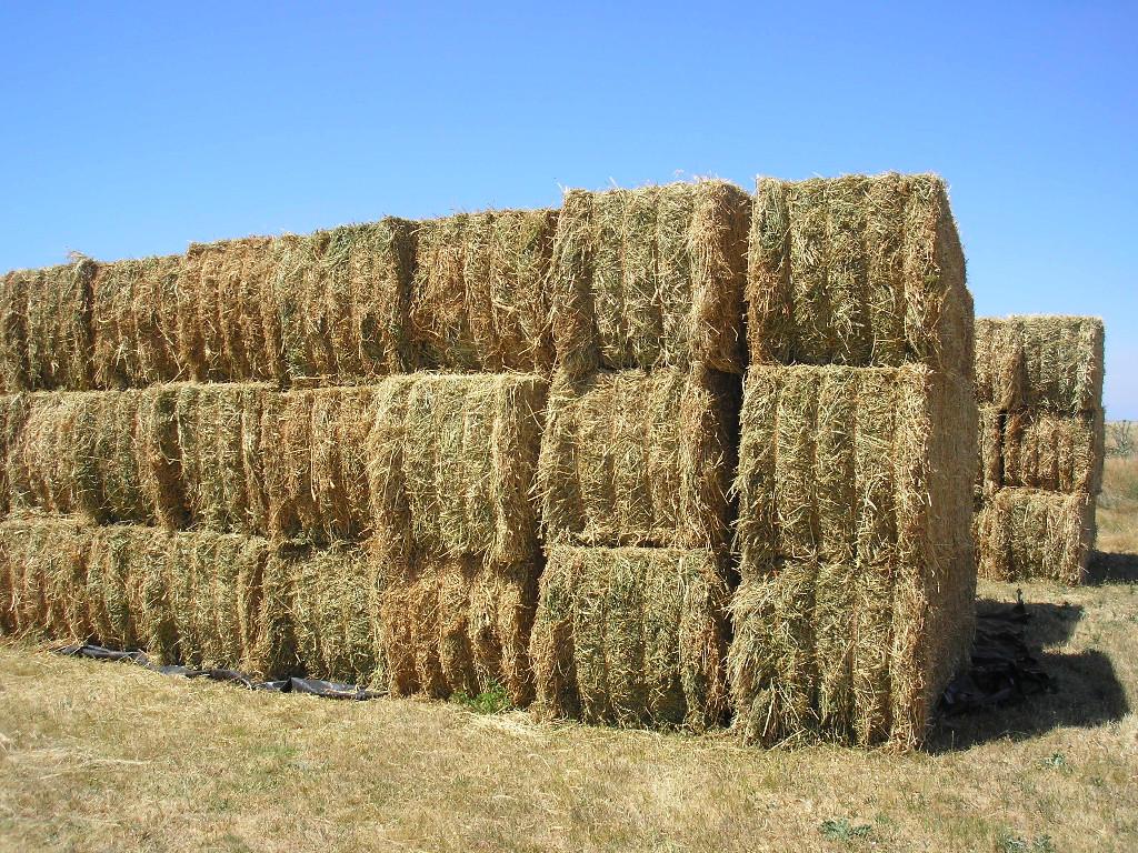 paja-de-trigo Biobutanol, un combustible más verde y eficiente