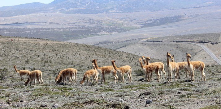 vicuña