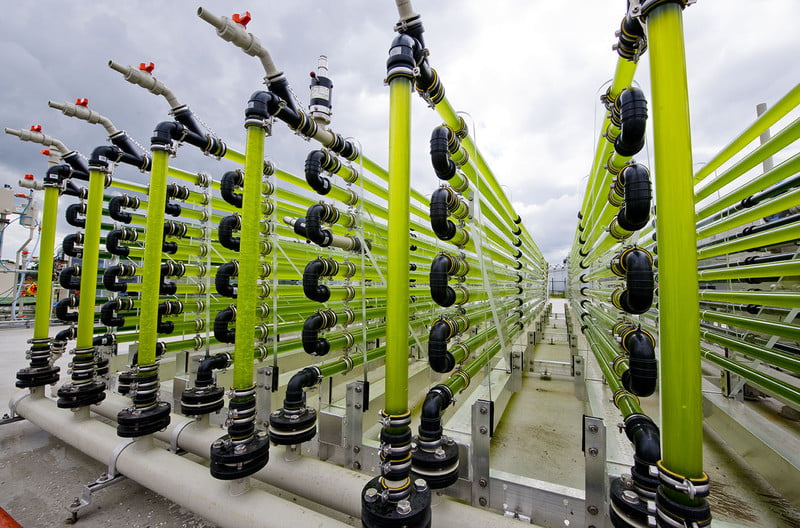 alga-fotobiorreactor