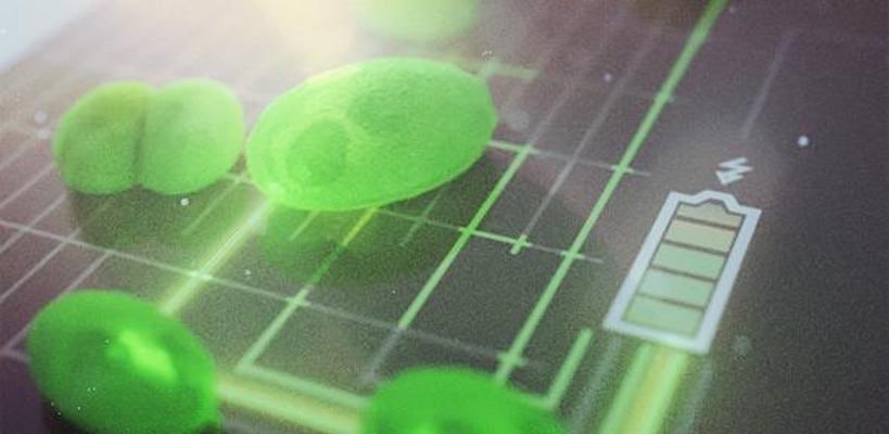algae-fuel-cell-
