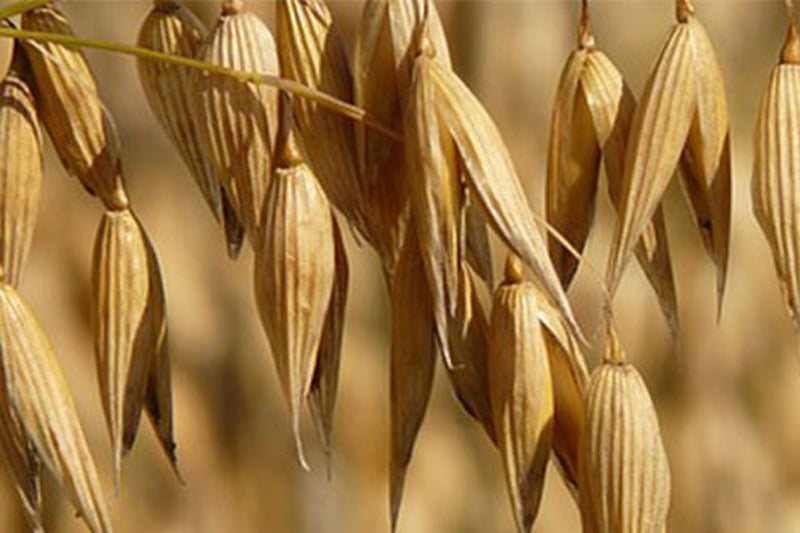 maiz_planta Crean bioplástico de cereales que protege alimentos y además es consumible