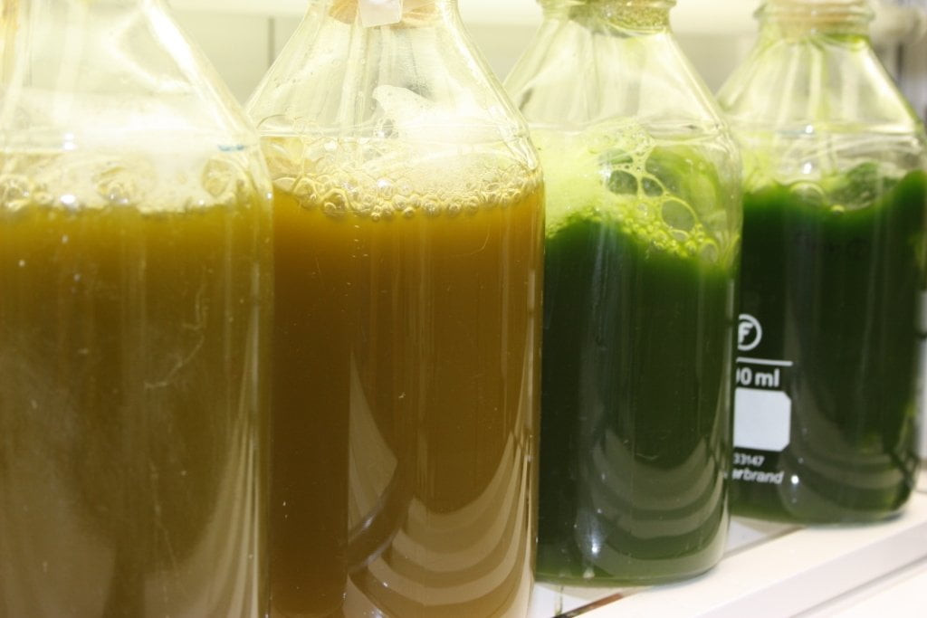 microalgas-neiker-teknalia El aceite producido es de buena calidad y se puede transformar en biodiésel que cumple los estándares marcados por la ley que regula la venta de biocombustibles.