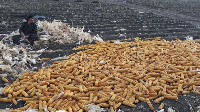 Nanocristales de celulosa a partir de residuos de maíz