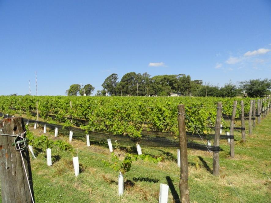 Según expertos, Tandil es la vitivinicultura europea que va a romper el paradigma argentino