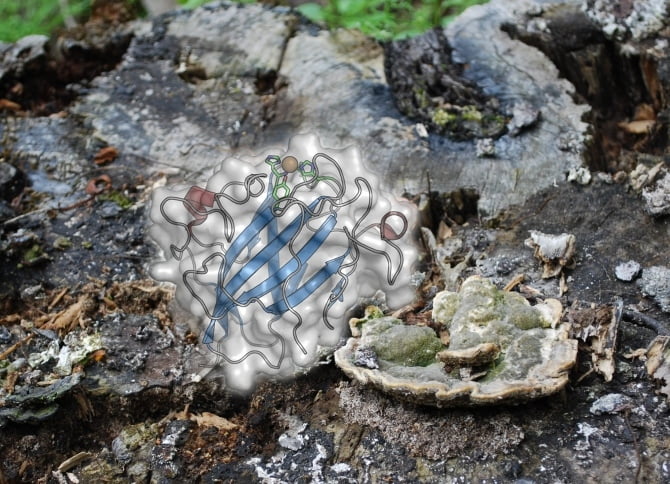 Enzima-hongos La clave para obtener a bajo costo biocombustible de la madera puede estar en enzimas de hongos