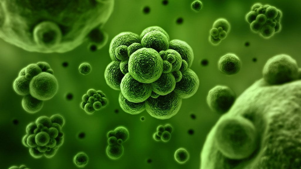 Mexicanos logran bebida a partir de clorofila de microalgas