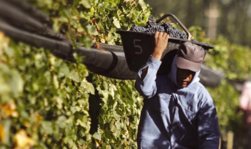 cosecha-vid la cosecha de uvas creció 20% pero dejó 500.000 toneladas menos que en 2013