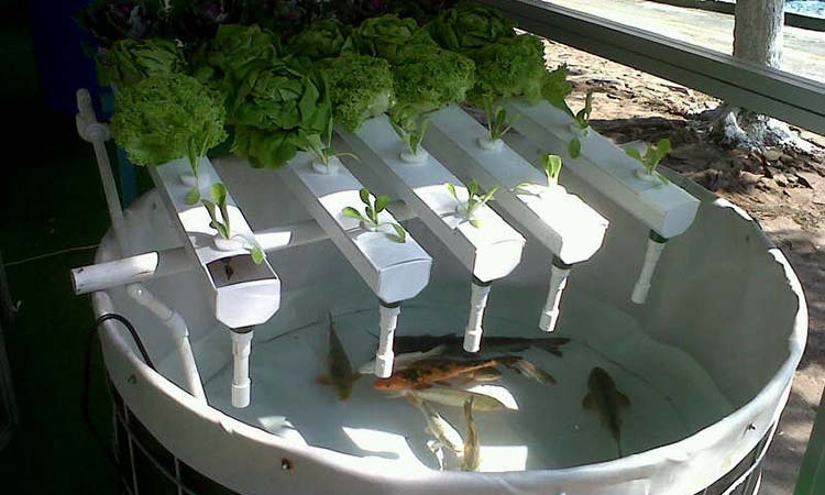 acuaponía, el futuro de los alimentos