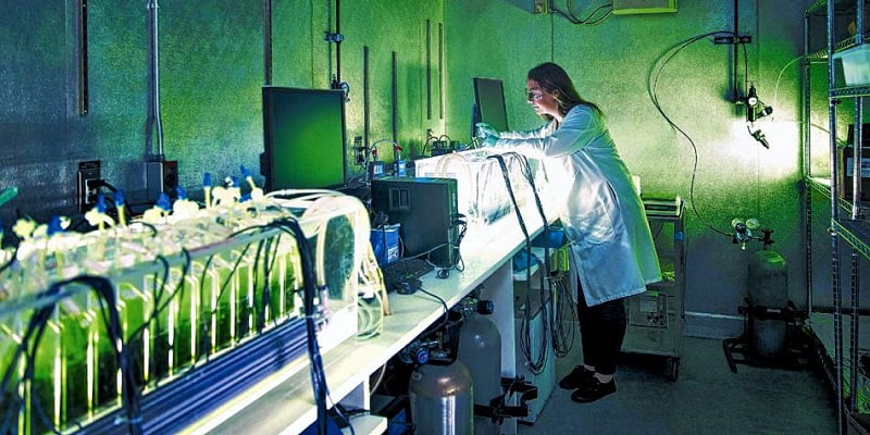 algas-biocombustibles