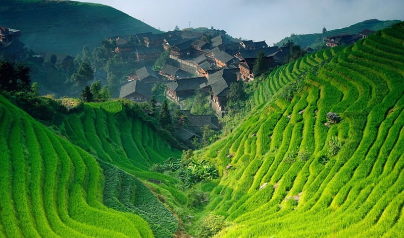 cultivo-arroz Campo de arroz amenazado por el cambio climático