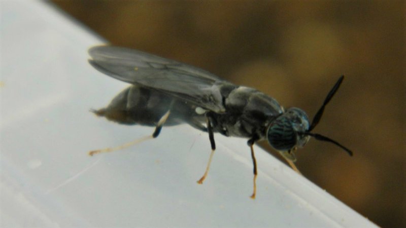 La cría de moscas, una nueva oportunidad de mercado