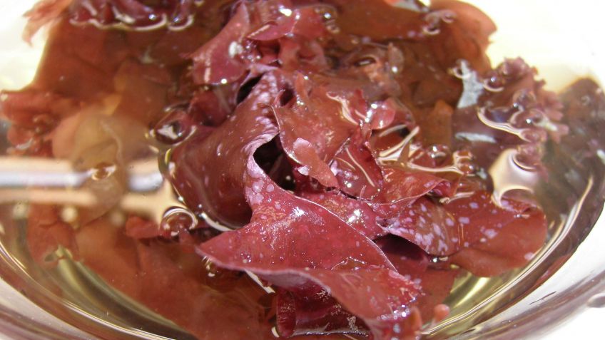alga-dulse