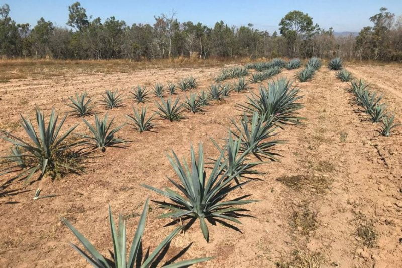 agave-azul