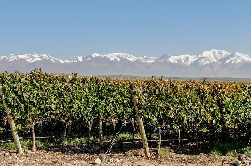 viñedo-doña-paula-mendoza