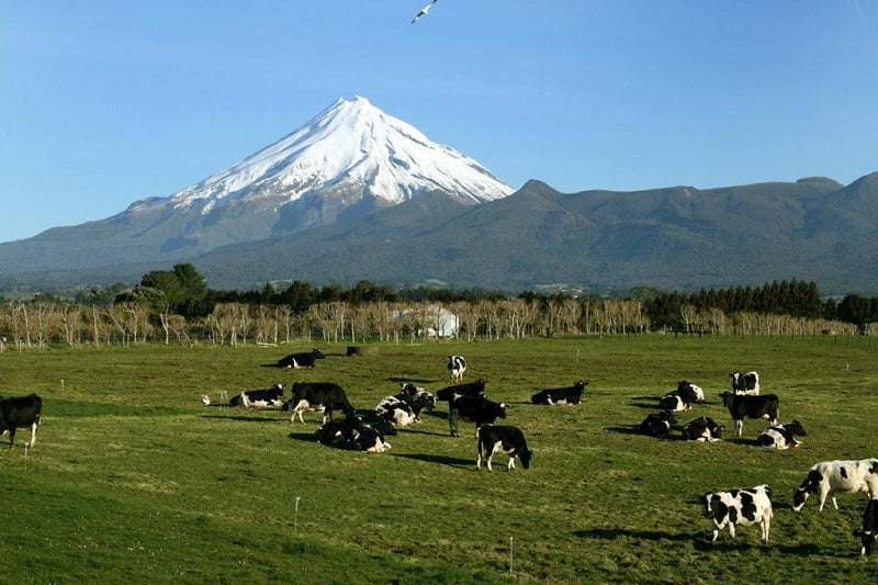 New-Zealand-dairy-