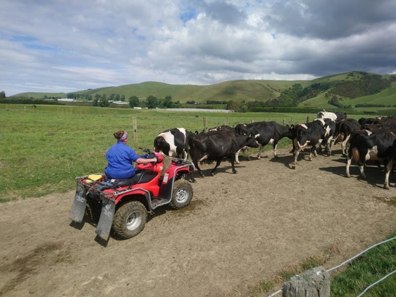 Tambo-nueva-zelanda-arriando-vacas