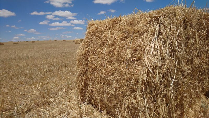 Cómo exportar 7 millones de toneladas de trigo con menos de 400 mm de agua