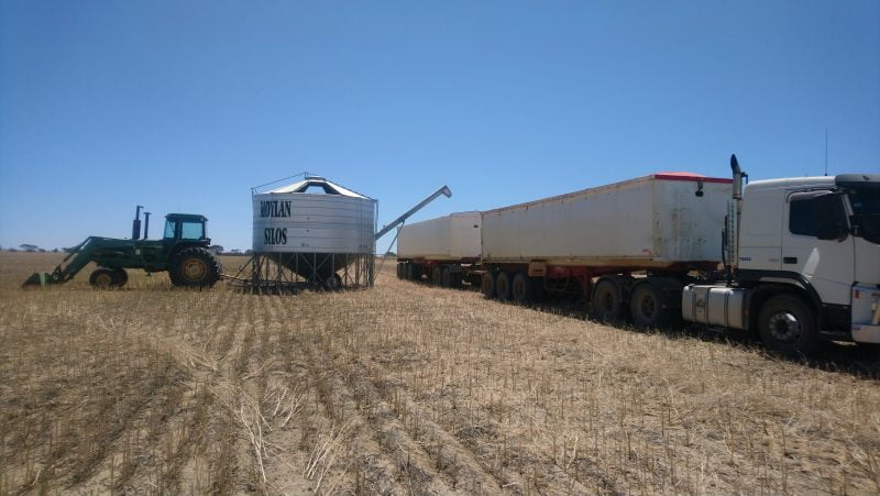 Cómo exportar 7 millones de toneladas de trigo con menos de 400 mm de agua