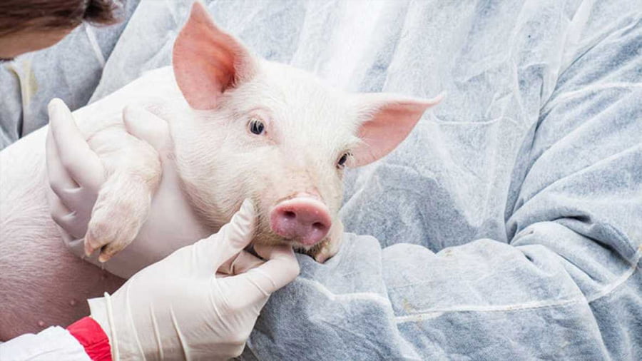 EEUU aprueba el consumo de cerdo modificado genéticamente