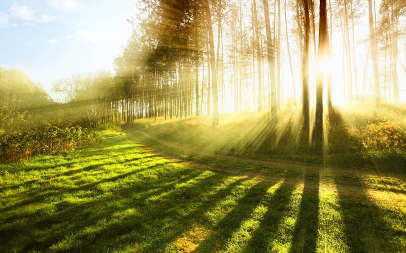 bosque-sustentable