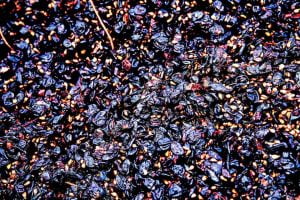 El vino más saludable del mundo llega al Reino Unido El vino más saludable del mundo llega al Reino Unido