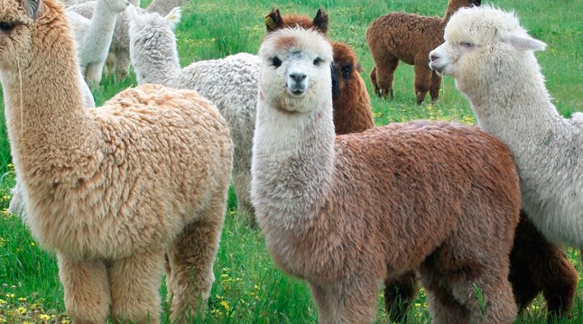 alpacas-peru
