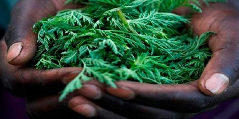 planta-medicinal-wichi