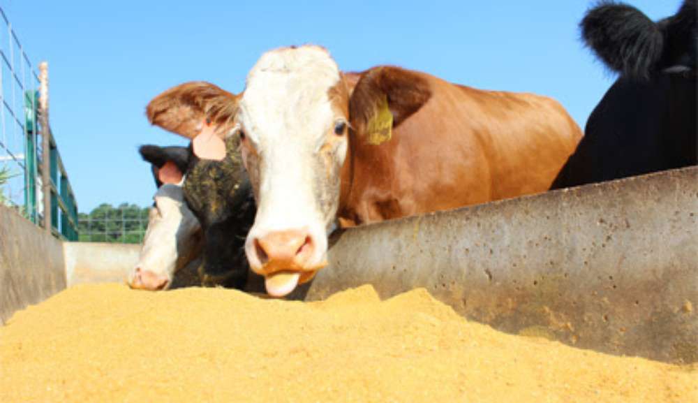 El cierre de las destilerías de etanol complica a los productores ganaderos