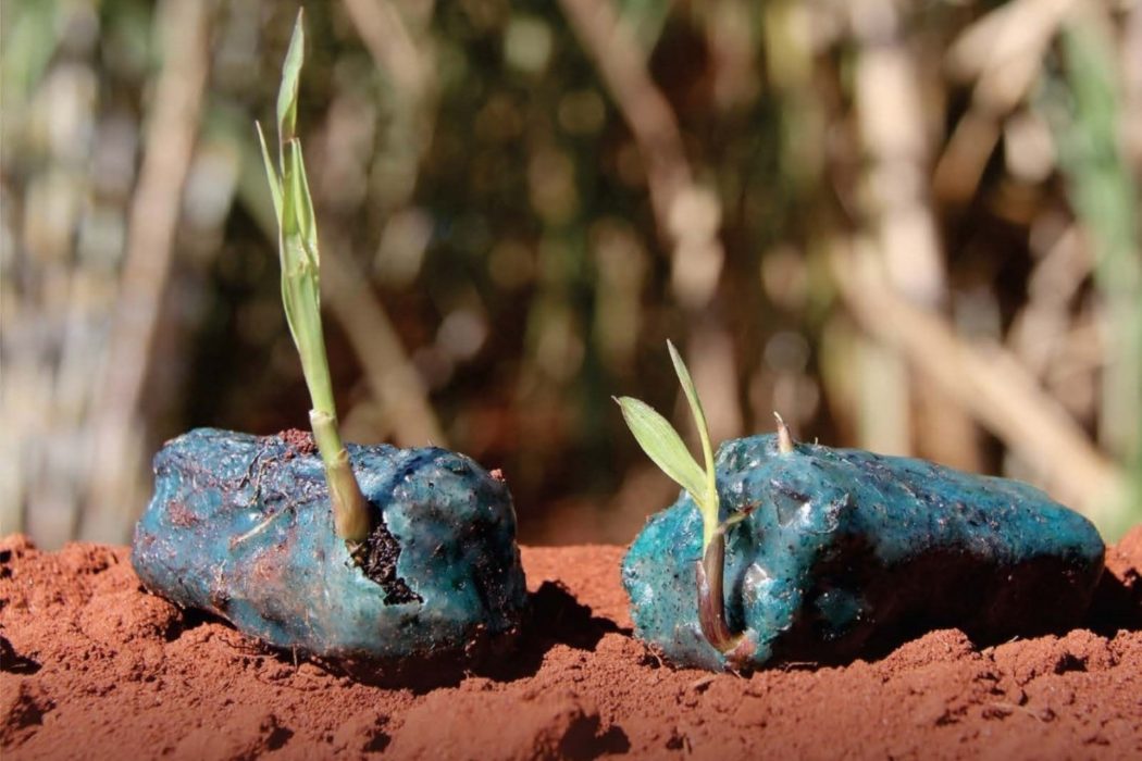 Nueva tecnología de plantación impulsa la industria australiana de caña de azúcar Nueva tecnología de plantación impulsa la industria australiana de caña de azúcar