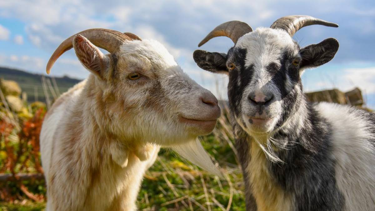 Cabras transgénicas para luchar contra el cáncer - BioEconomia.info