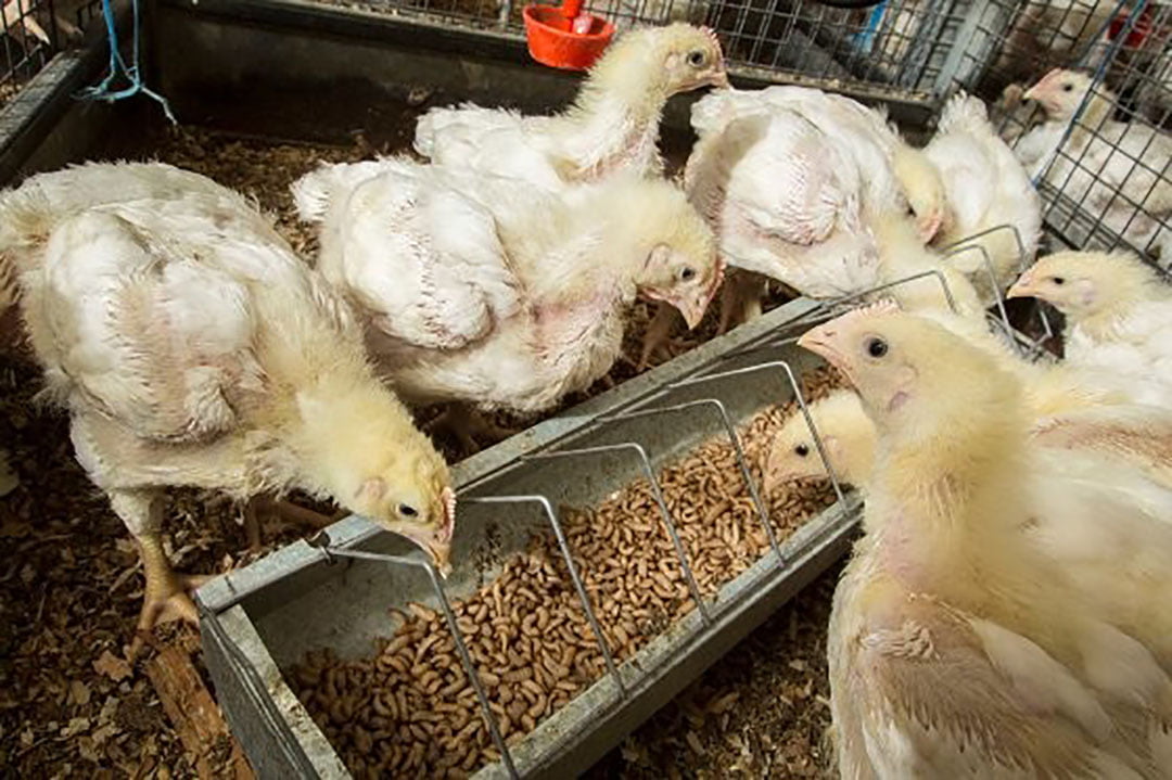 Pollo Con Insecto ¿Serán los insectos y las microalgas los alimentos del futuro de la ...