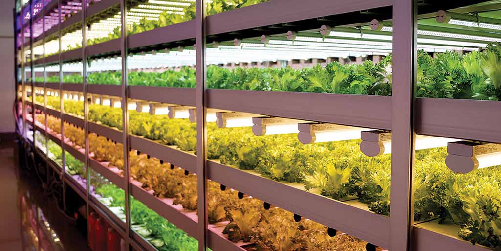 Bayer pone un pie en la agricultura vertical BioEconomia