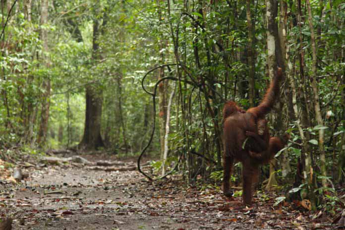bosqueIndonesia-696x464