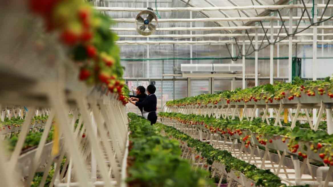 Las tecnologías israelitas que empujan la agricultura hacia sistemas interiores