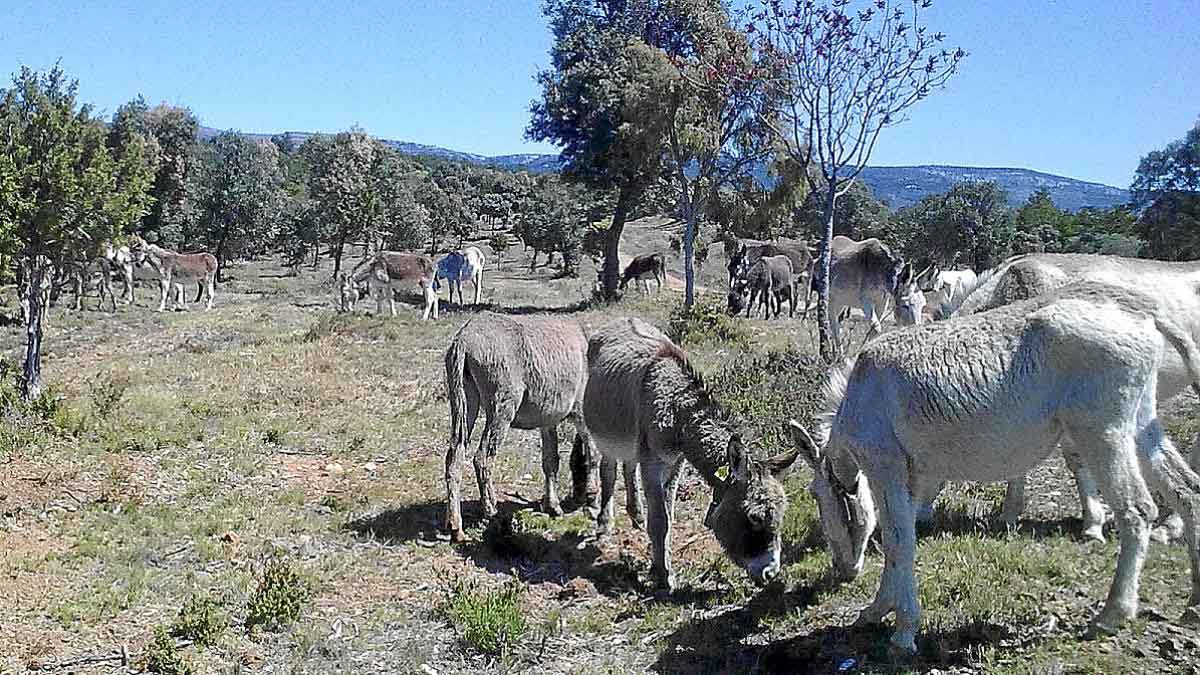 burro-huesca
