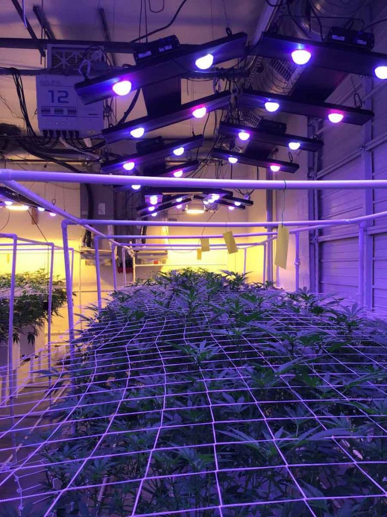 Las tecnologías israelitas que empujan la agricultura hacia sistemas interiores