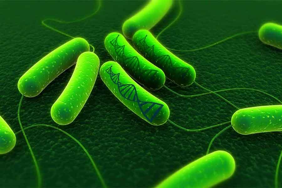 Bacteria-Biotecnologia