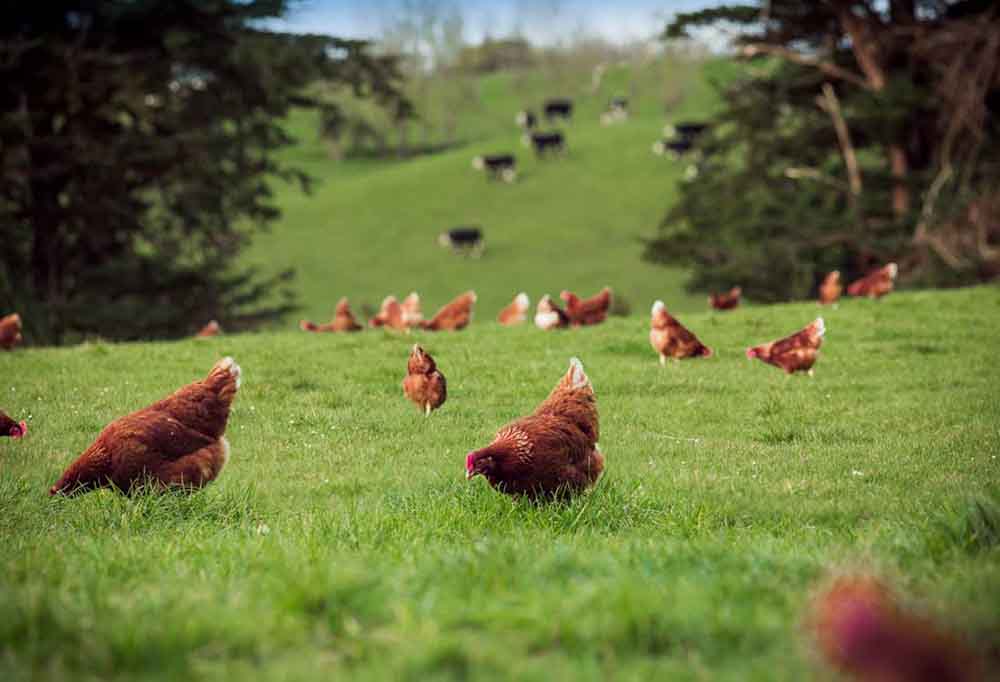 Sostenibilidad y huevos ricos en omega-3, las claves de una granja modelo en Nueva Zelanda