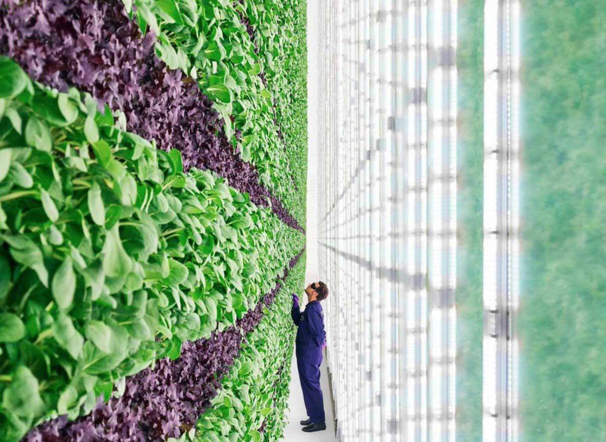 Inclusión, sostenibilidad, productividad y seguridad alimentaria confluyen en una granja vertical en Los Angeles