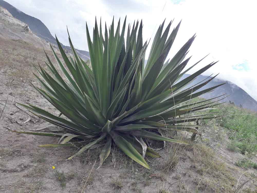 fique-cordillera-andes