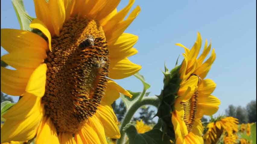 abejas-girasol