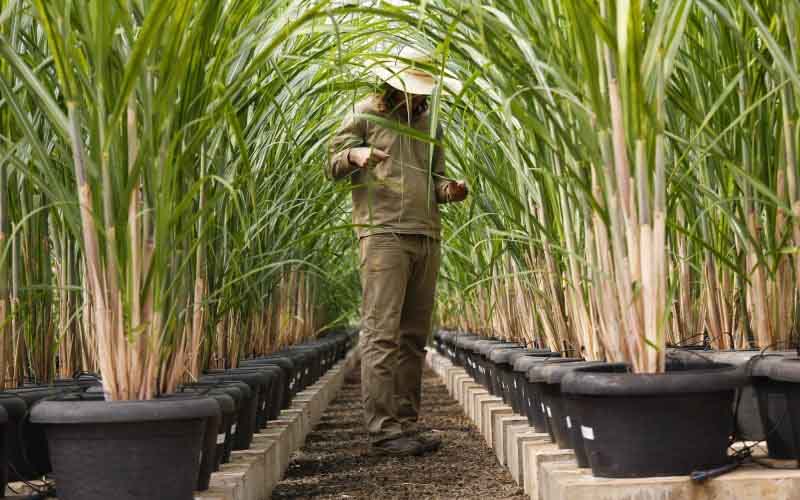 cana-azucar-BT-brasil