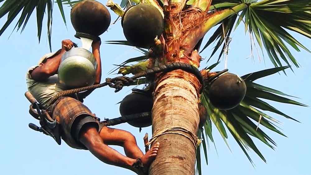 Vino de palma: una tradición en Nigeria que perdura en el tiempo