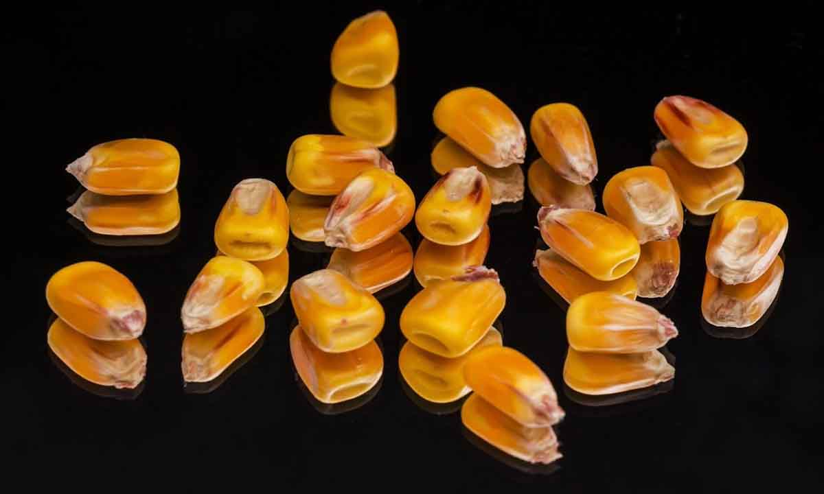 ADM y LG Chem con planes de convertir maíz en PLA y biopolímeros