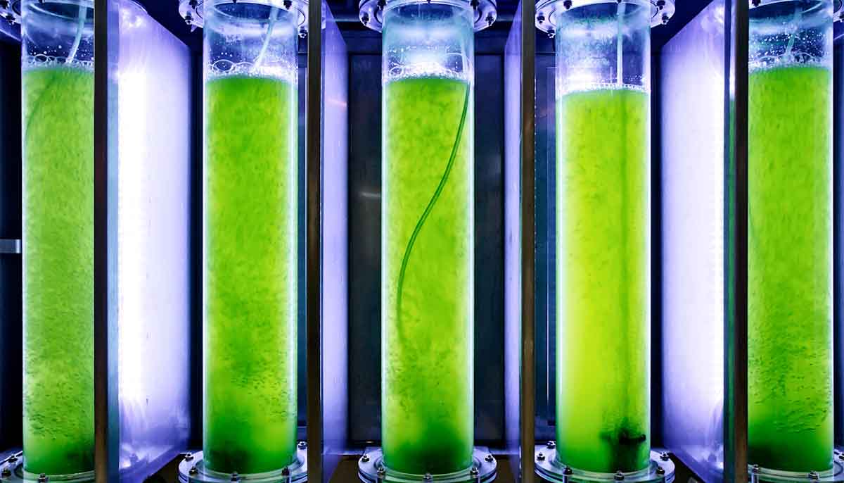 Gobierno de EEUU impulsa el desarrollo de biocombustibles de algas