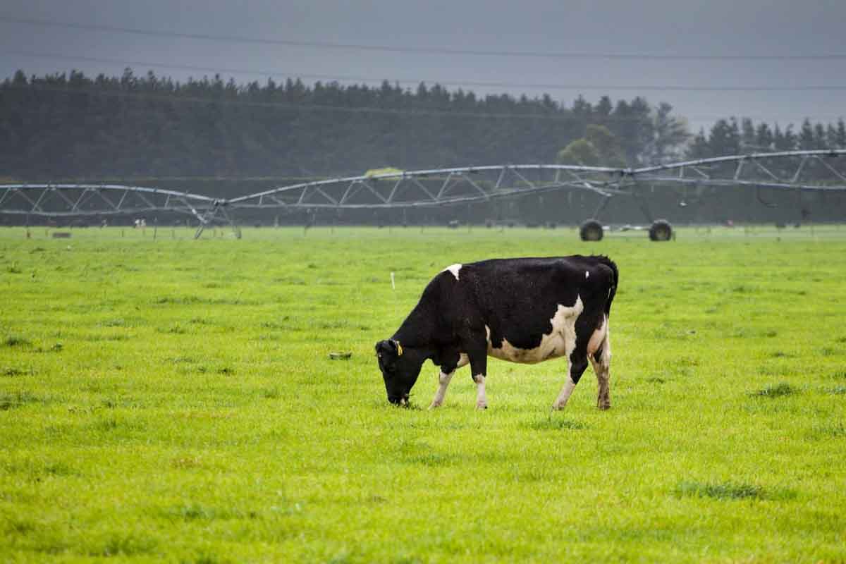 Nueva Zelanda prueba tres nuevas sistemas de producción láctea para ser la actividad más sostenible