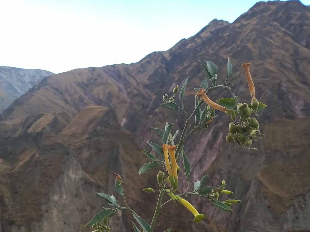 Una 'caminata' por los senderos de la bioeconomía ancestral Una 'caminata' por los senderos de la bioeconomía ancestral