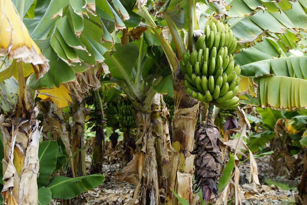 Una startup australiana produce packaging para alimentos con residuos de la industria de la banana